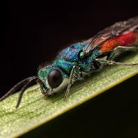 Ruby Tailed Wasp 2 